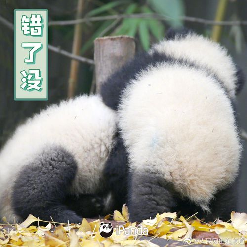 确认过眼神,是缺熊猫表情包的人 @ipanda熊猫频道