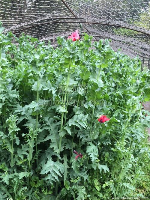 罂粟家族虞美人,可不要将它和罂粟搞混了