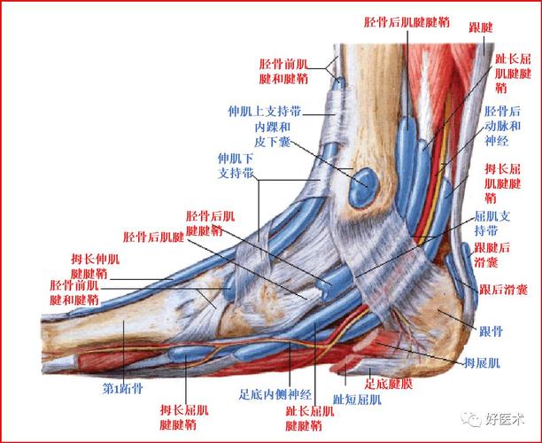 踝关节mri解剖与常见病变,都在这篇文章里!