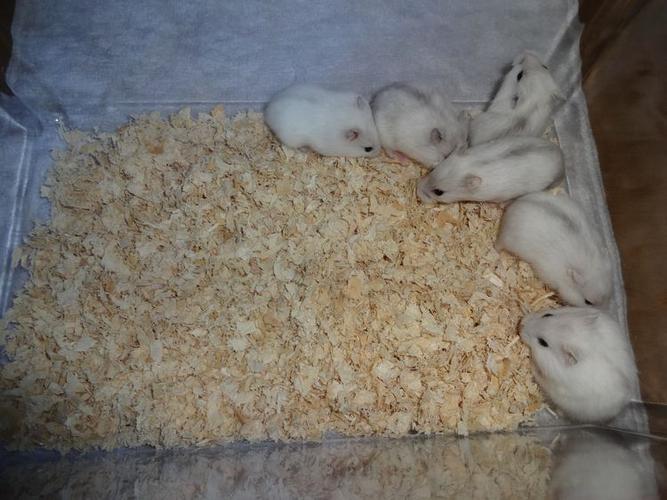 自家繁殖银狐仓鼠宝宝 江浙沪包活 可选公母(只卖江浙沪)