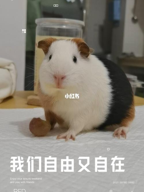 豚鼠荷兰猪三花_荷兰猪_宠物_宠物其他