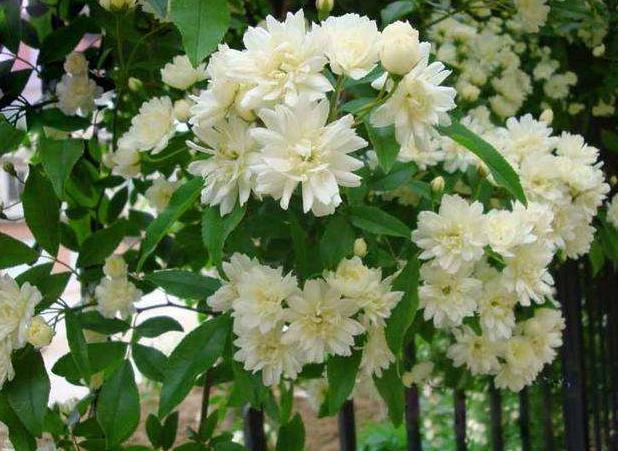 素雅木香花,要想花香四溢,需掌握3点妙招,效果良好!