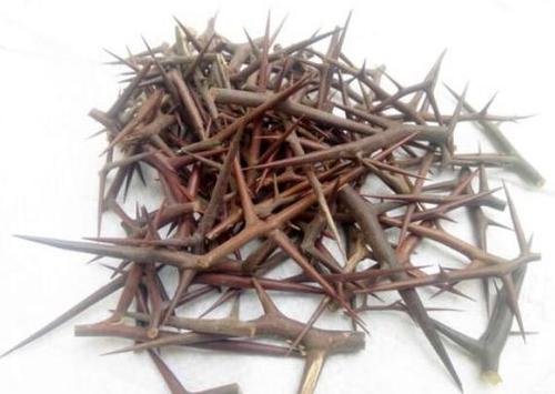 皂角刺有什么功效和作用以及副作用