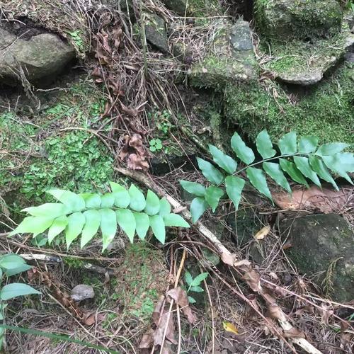 四川内江农家 野生药材 自然晒干 贯众 昏鸡头 乌鸡头