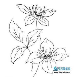 手绘 线稿 423383美丽的花朵简笔画2两朵小花简笔画图片第一板报网
