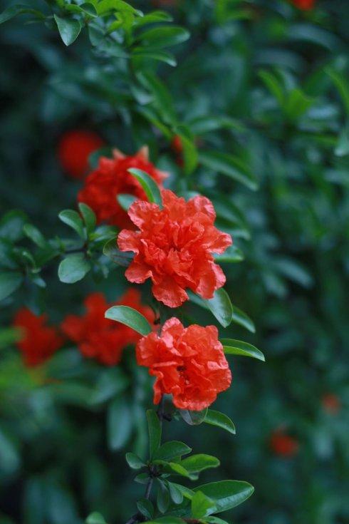石榴花红了