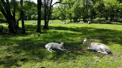 森工平山神鹿旅游区图片 - 第20张