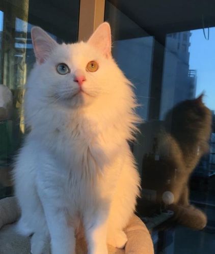 网友领养了只普通白色小土猫,没想到长大以后颜值那么