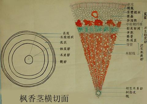 茎次生生长长的横切面; 长粗〔从结构分析〕; 椴树茎横切面结构图