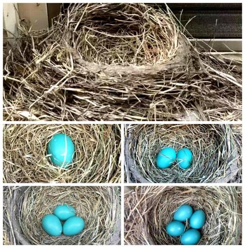 北美知更鸟草珠子三十一