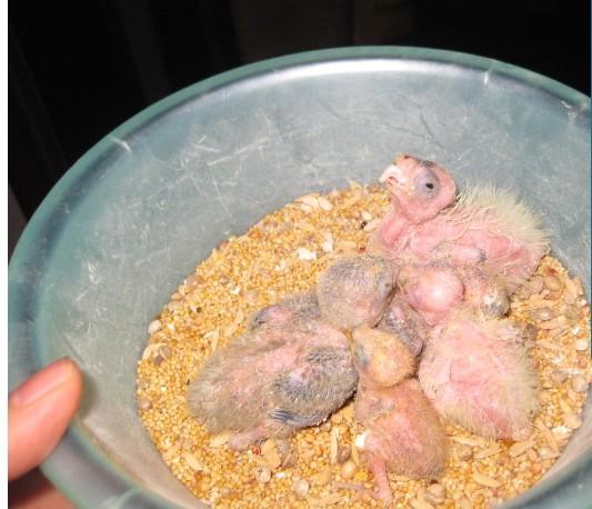 手养金丝彩虹牡丹鹦鹉幼鸟,绿桃牡丹鹦鹉幼鸟 (实物图)