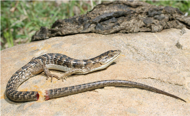 壁虎可以断尾重生,但长出来的却是"假肢",科学家发现