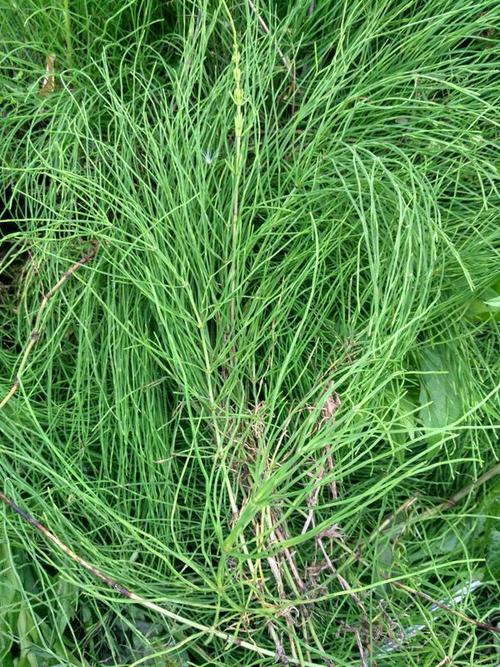 arvense)节节草,别名接续草,公母草,搂接草,空心草,马蜂草,猪鬃草,黄