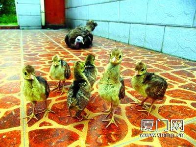 火鸡孵出小孔雀孔雀妈妈靠边站