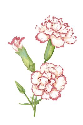 康乃馨手绘花朵素材