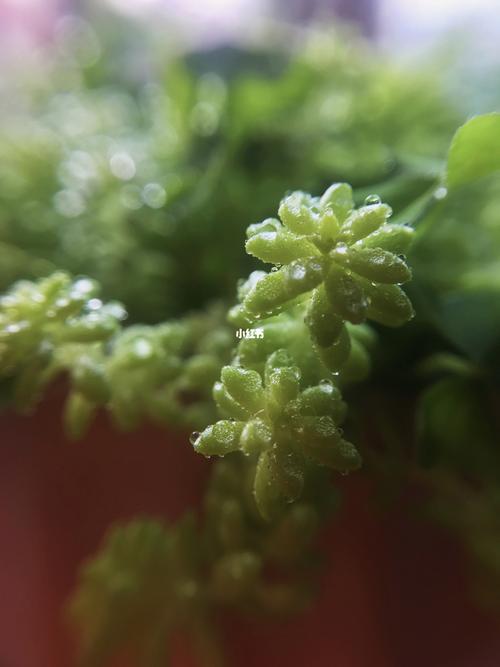 绿绿的小草._家装_家居_家居装饰_家居家装_家居装饰