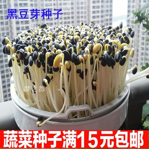 热销黑豆种子_黑豆种子 豆芽机种子室内盆栽植物 水培芽苗菜苗种子 黑