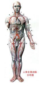 急性动脉栓塞(图)人体动脉分布图