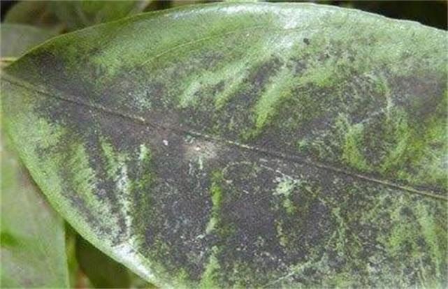 养紫薇花,遇到白粉病,煤污病,蚜虫病该怎么办?老师:建议喷药