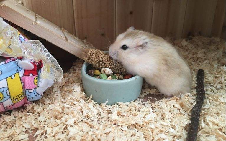 宠物鼠 布丁仓鼠 问答 > 布丁仓鼠吃什么 布丁仓鼠可食性食物: 1,蔬菜