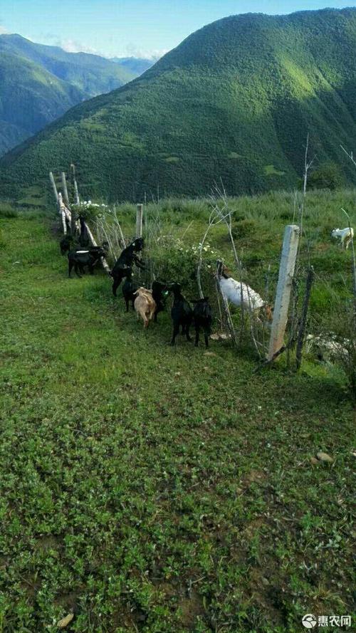 高原完全放养跑山羊