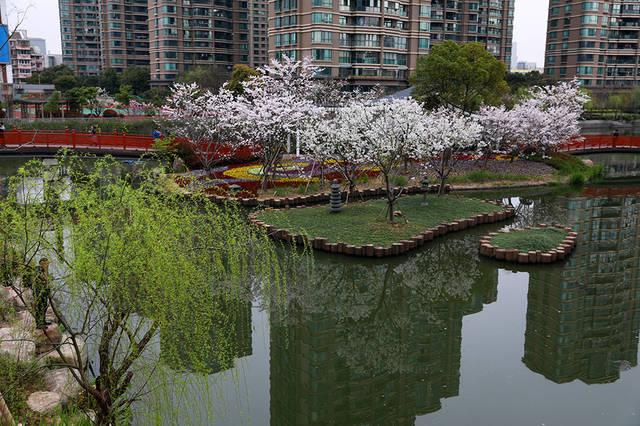 樱花归来,宁波赏樱地之三:樱花公园,惊艳重现
