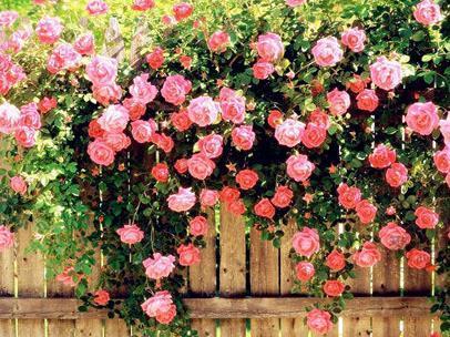 不同颜色蔷薇花花语大全