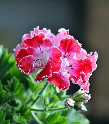 天竺葵喜冬暖夏凉,可以放在向阳处养护,不喜大肥,忌浇水过多,冬季