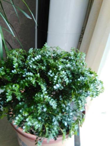 这是不是青香木,怎么养?_百度知道