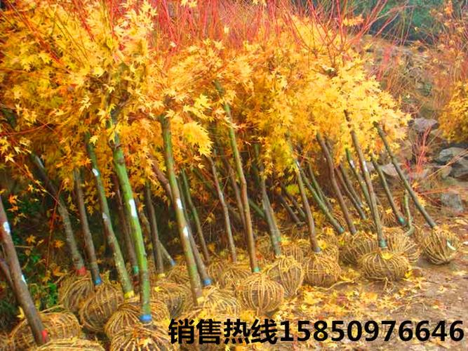 黄金枫树苗 日本珊瑚阁赤枫苗 红枫苗 耐寒树苗庭院小区绿化苗木