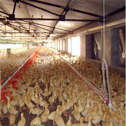 金通农牧供应养鸡料线 自动喂料线 养鸭自动料线 养猪料线1