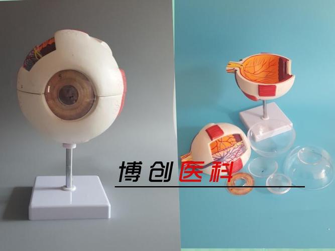 正品高端专业版医用人体眼球解剖模型眼睛解剖结构五官眼科模型