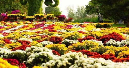 最新!2019年北京菊花文化节全攻略,六大展区逛个够!