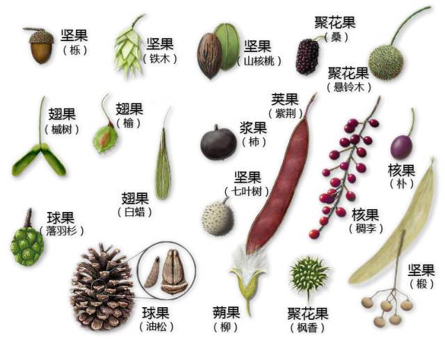 球果|花序|雄蕊