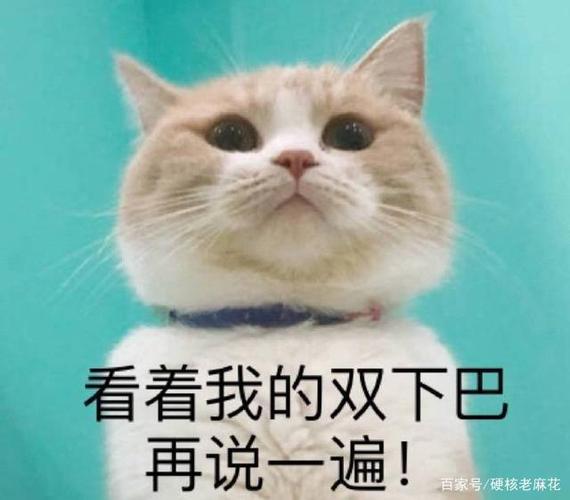 猫咪表情包合集|看着我的双下巴再说一遍