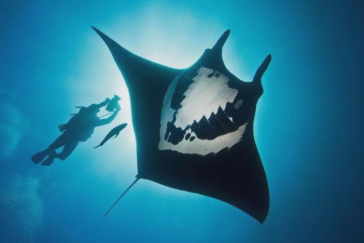 正如景点的manta 这名字所示,这里最大的亮点就是鬼蝠魟的巨大魟鱼