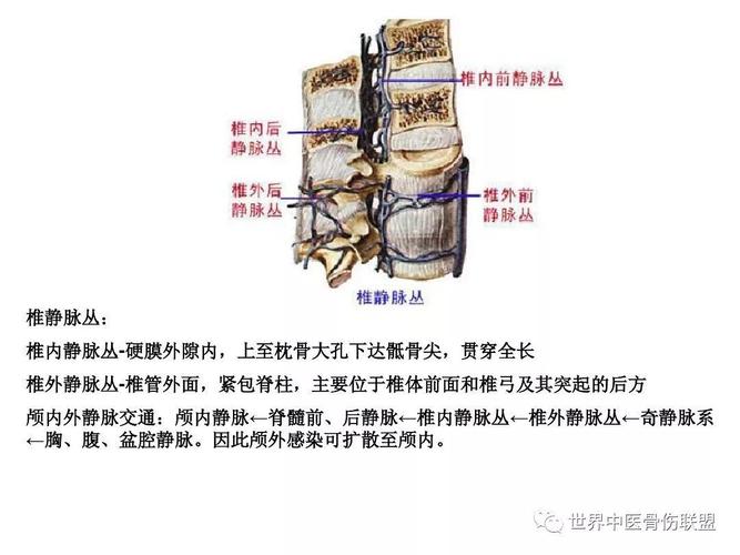 腰椎的解剖及腰部的层次解剖