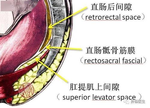 医学笔记|直肠骶骨筋膜的应用解剖(图文)