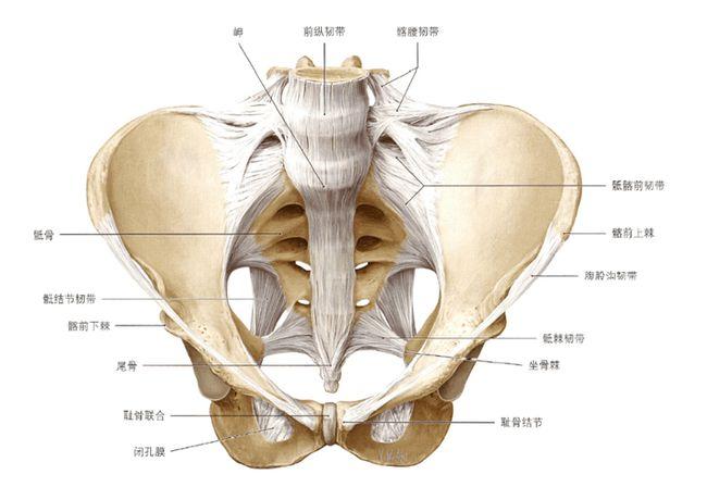 骨折|肌肉|尾骨|骶骨_网易订阅