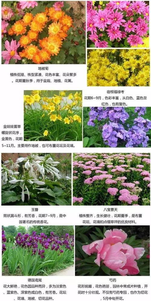 素材: 园林植物赏析 如需转载,请注明来源 常绿乔木篇