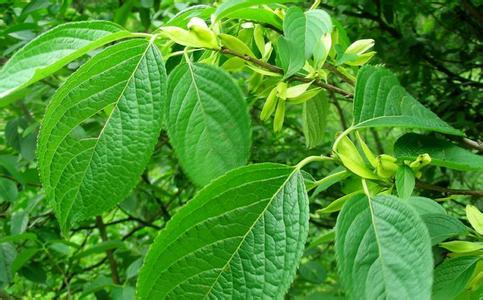 常见道路绿化树种——杜仲(图片)