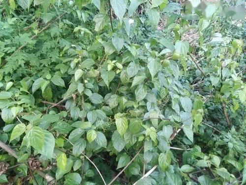 一:背上背篓到山上寻找黄荆树采摘它的叶子 黄荆树我们当地称它为臭