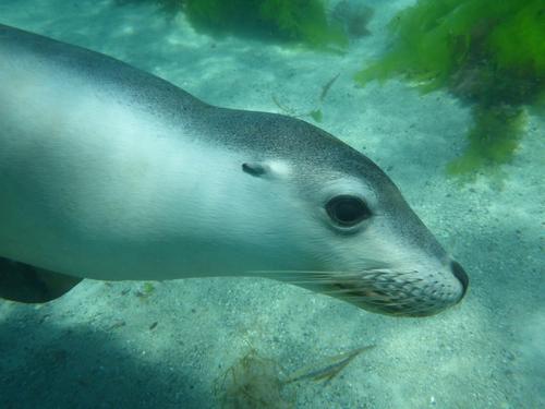 sea lions tour