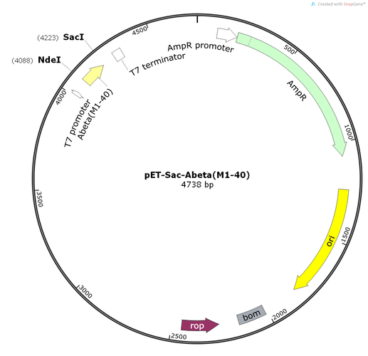 pet-sac-abeta(m1-40)基因载体质粒图谱,序列,大小,价格,抗性,测序