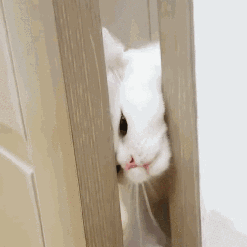 分享可爱表情包gif