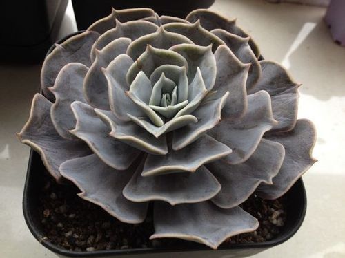 双子座 多肉植物