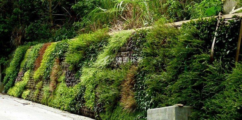 护坡,挡土墙垂直绿化景观案例