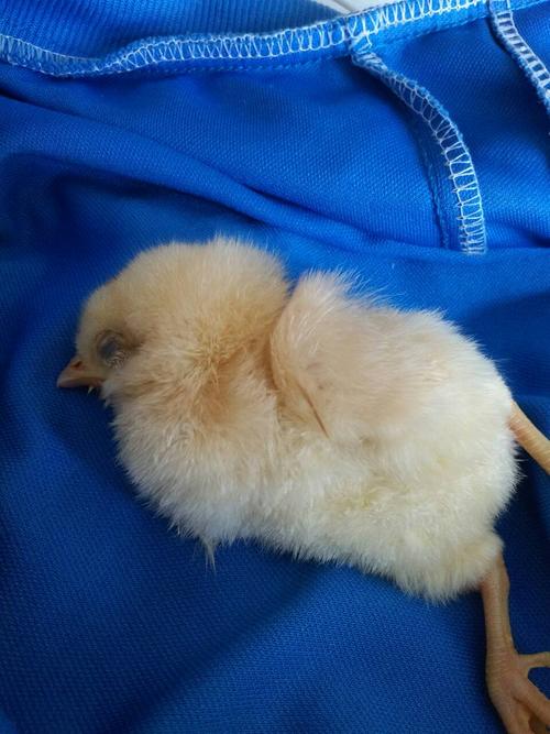 这只小鸡还没有死怎样救活它