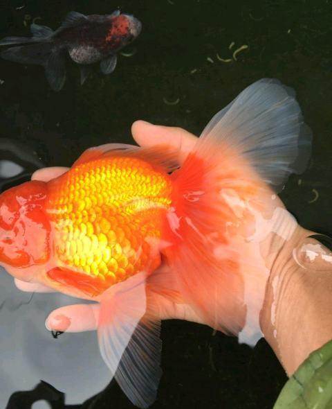 降密度,出几条二龄泰狮