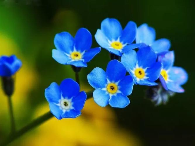 荆芥34.蔓长春花(绿叶)35.花叶蔓长春花36.蓝花丛生福禄考37.
